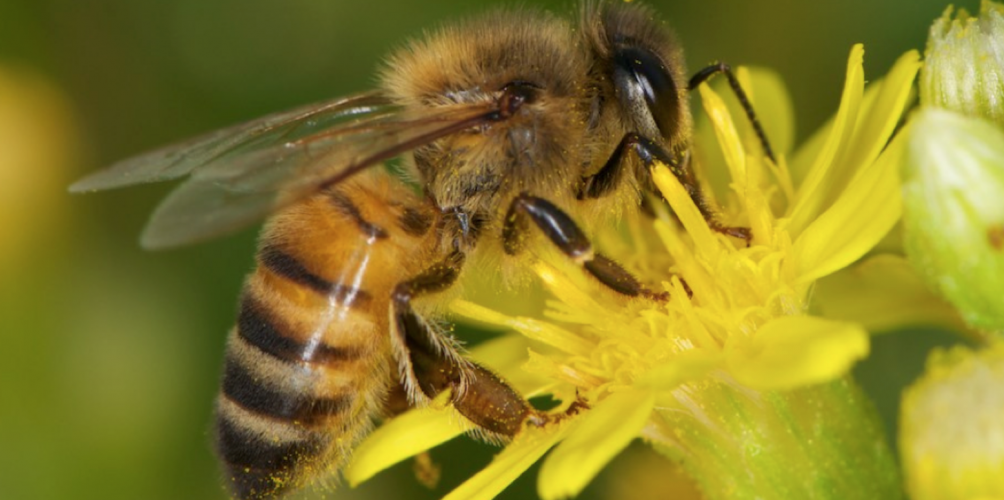 دراسة علمية تؤكد فعالية سم النحل في علاج أنواع معينة من الأورام السرطانية