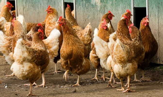 دراسة: طاقة فضلات الدجاج يمكن أن تصبح بديلا للفحم