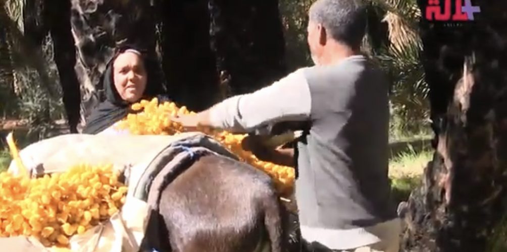 يجنيان قوتهما اليومي من بيع التمر.. كوبل مغربي خصص حياته للعناية بالنخيل (فيديو)