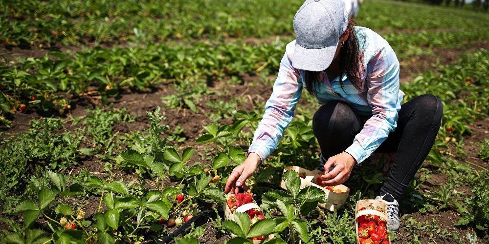 للمغربيات الراغبات في العمل في حقول الفراولة الإسبانية.. معلومات مهمة وترتيبات جديدة