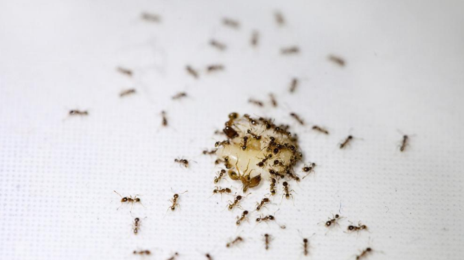 بينها الفازلين والزيوت العطرية.. طرق فعالة لطرد النمل من المنزل