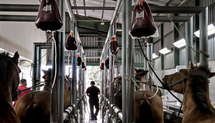 من دم الحصان.. تطوير علاج &laquo;&nbsp;غريب&nbsp;&raquo; جديد لكورونا