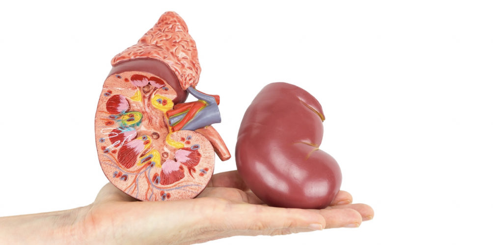 رقم &laquo;&nbsp;ضعيف جدا&nbsp;&raquo;.. 1100 مغربي فقط سيتبرعون بأعضائهم بعد الوفاة 