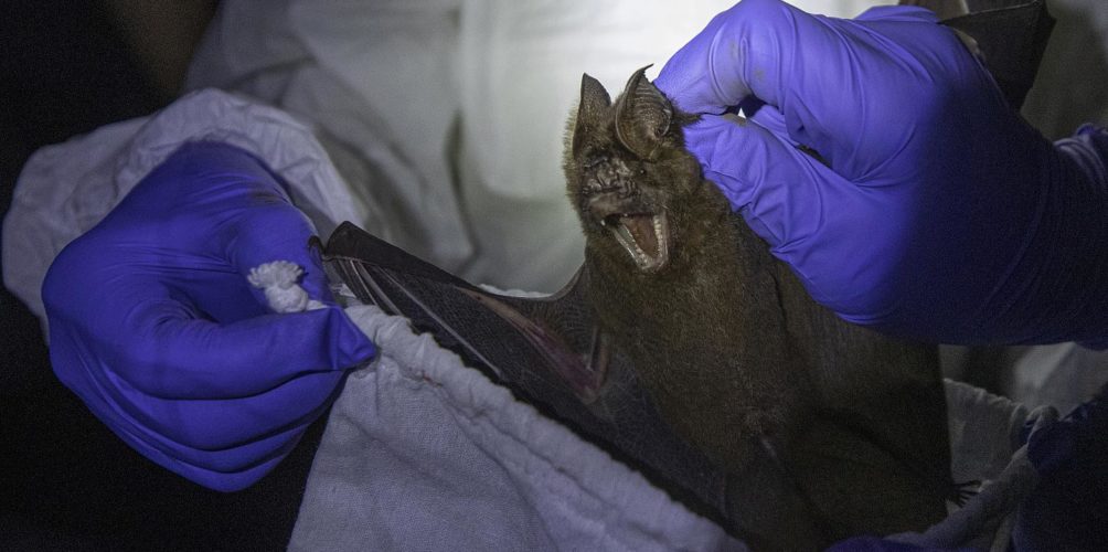 ينتقل من الخفافيش إلى الإنسان وتصل نسبة الوفيات بين المصابين به إلى 90 في المائة.. علماء يحذرون من تفشي فيروس جديد