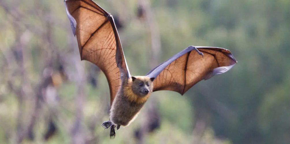 في الخفافيش.. اكتشاف مستوى عالٍ من الأجسام المضادة لفيروس كورونا