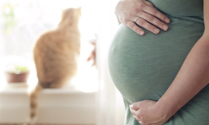 قد تصيبها بداء خطير.. خبراء يحذرون المرأة الحامل من القطط!