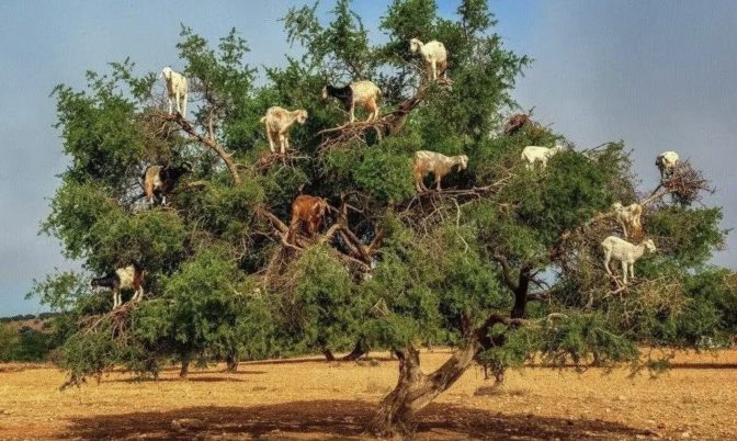 مناسبة هي الأولى من نوعها.. المغرب والأمم المتحدة يحتفلان بـ »اليوم العالمي لشجرة الأركان »