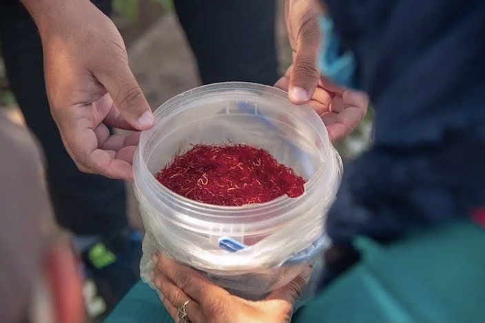 لدعم أرملة وأبنائها السبعة.. بيع 150 غرام من الزعفران بـ15 مليون سنتيم