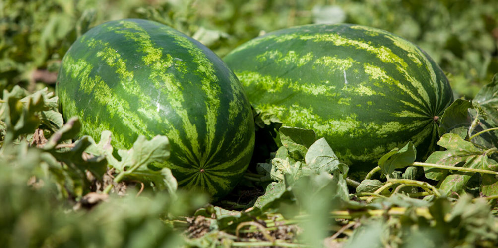 أونسا: فاكهة الدلاح « سليمة وخالية من الملوثات »