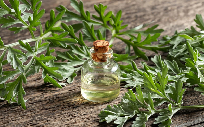 ينظم الدورة الشهرية ويخفف التوتر والاكتئاب.. أخصائي يكشف فوائد نبتة الشيح