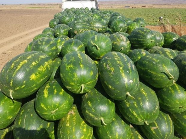 وزارة الفلاحة: الدلاح مزيان وما فيهش الملوثات وبقايا المبيدات