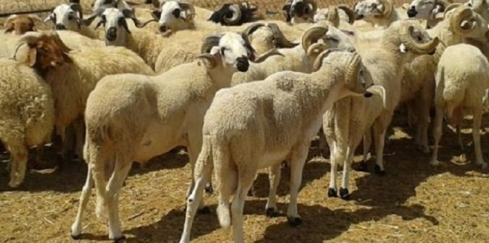 وزارة الفلاحة تطمئن: الحالة الصحية للقطيع جيدة