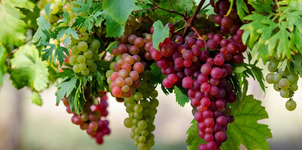 يخفض نسبة الكوليستيرول.. فوائد تناول العنب