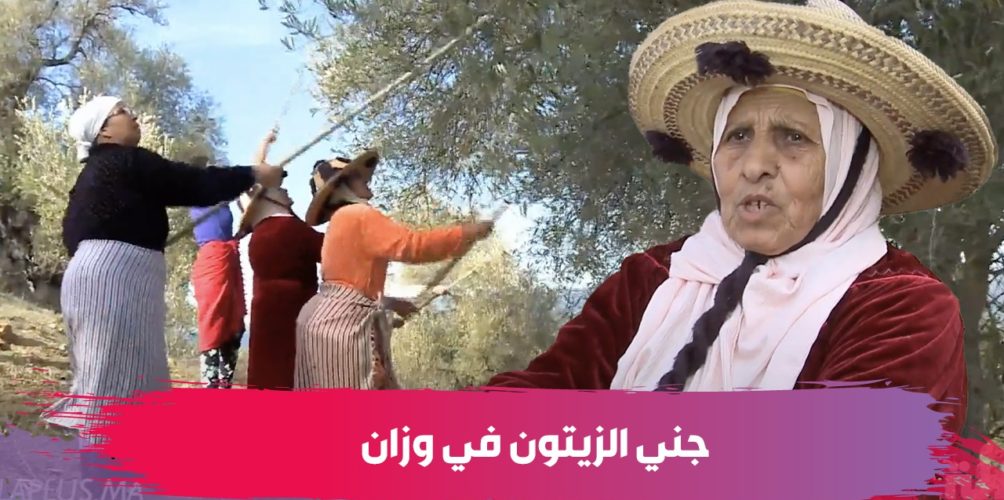 دردشة وغناء وعمل.. طقوس خاصة في جني الزيتون لنساء بني امحمد في وزان (فيديو)