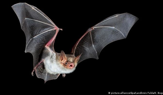 شبيه بكورونا.. علماء يحذرون من تفشي فيروس جديد ينتقل من الخفافيش إلى البشر